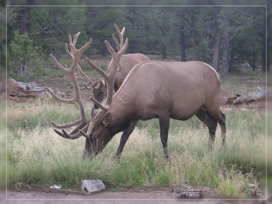 Deer.jpg