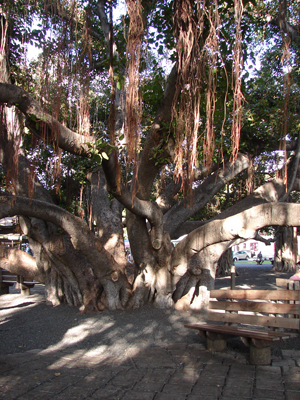 BanyanTree.jpg