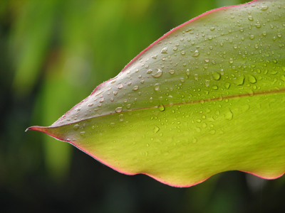 Blatt.jpg