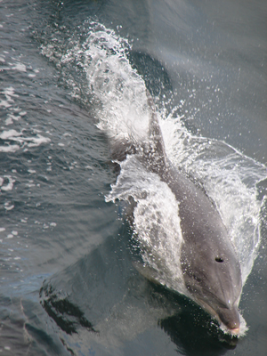 Delphin.jpg