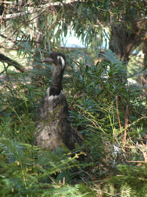 Emu.jpg
