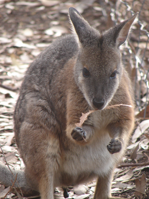EssendesWallaby.jpg