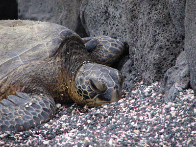 Honu.jpg