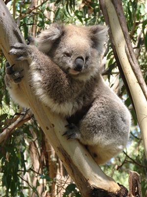 Koala.jpg