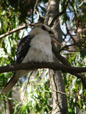 Kookaburra.jpg