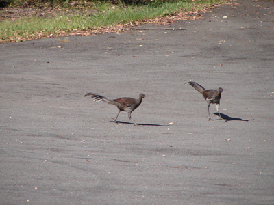 Lyrebirds.jpg