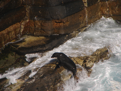 NewSealandSeals.jpg