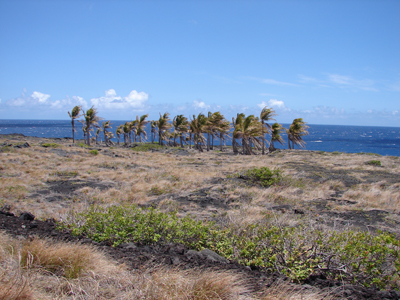 Palmengruppe.jpg