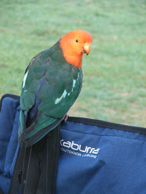 Rosella.jpg