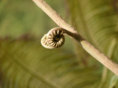 Schnecke.jpg