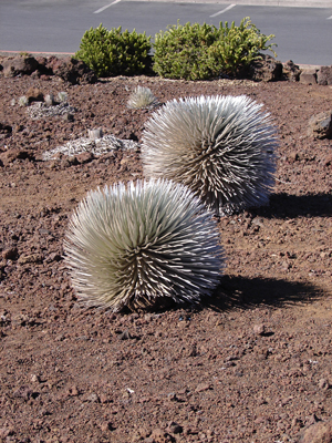 Silversword.jpg