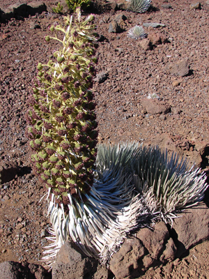 Silversword2.jpg