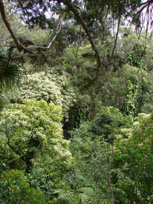 Urwald1.jpg