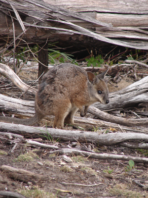 Wallaby.jpg