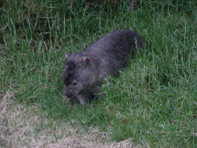 Wombat.jpg