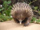 Echidna.jpg