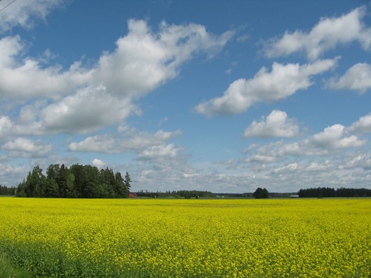 Finnischer_Sommer.JPG