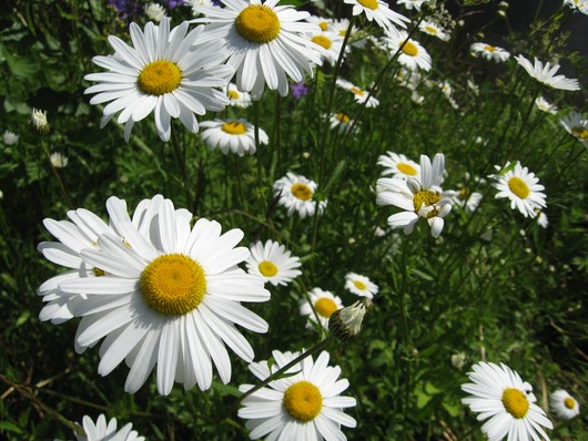 Sommer!!!.JPG