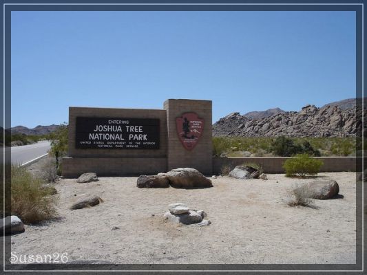 Welcome to Joshua Tree NP!
