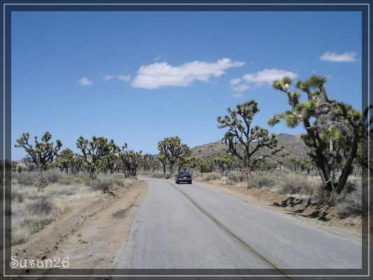 Joshua Tree NP
