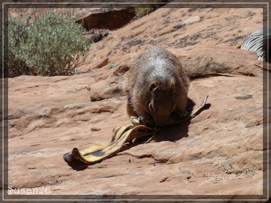 Squirrel in Aktion
