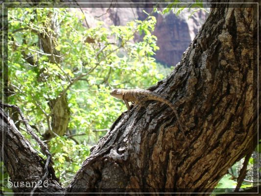 Zion NP
