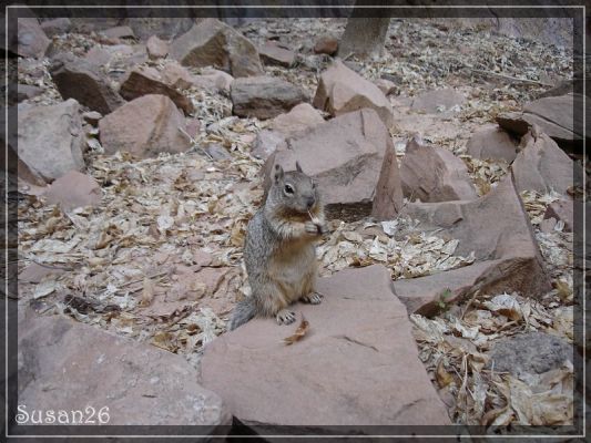 Squirrel im Zion

