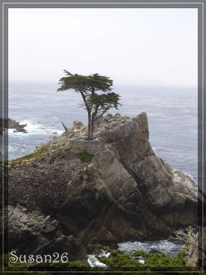 Lone Cypress
