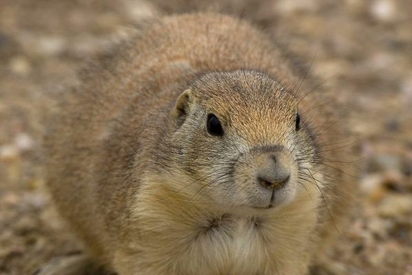 Neugieriger Prairiedog im Badlands NP
