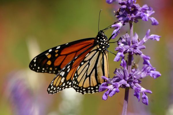 Monarch Butterfly in Houston, TX
