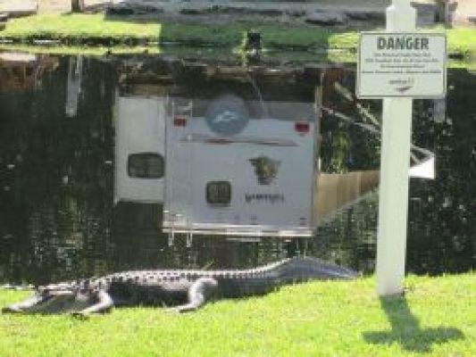 homosassa_gator-c4137b72.jpg
