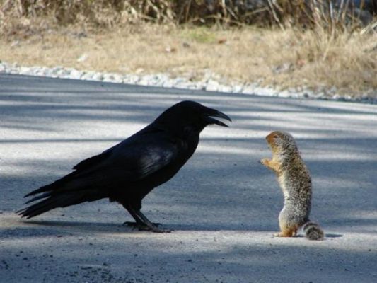 Rabe und Eichhörnchen
das Highlight....sie stehen sich gegenüber...
