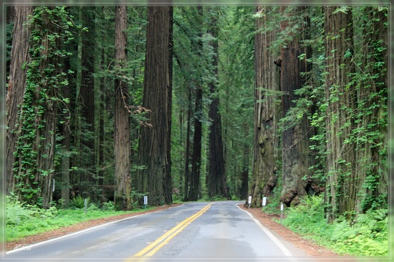 Avenue of the Giants

