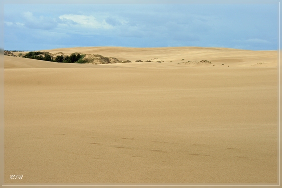 Umpqua Dunes / Oregon Dunes NRA
