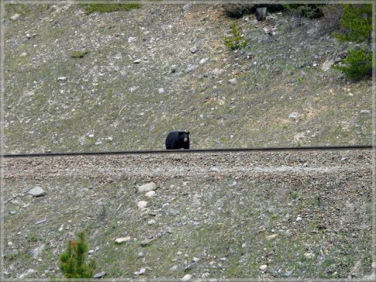 comp_214_Bear_at_Transcanada_HW_Yoho__(3).jpg