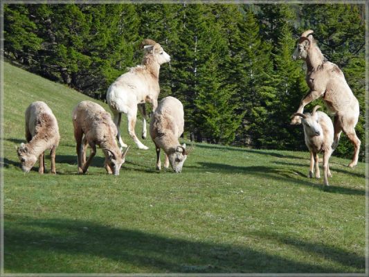 comp_267_Mount_Norquay_(13).jpg