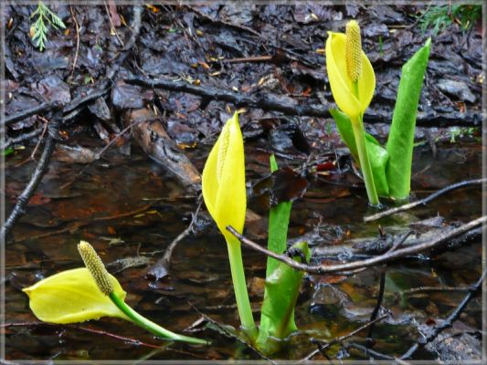 comp_34_Skunk_Cabbage_(11).jpg