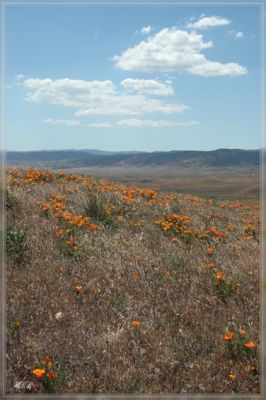 comp_Antelope_Valley_Poppy_Reserve_(3).jpg