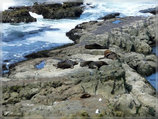 Cape Arago State Park, OR
