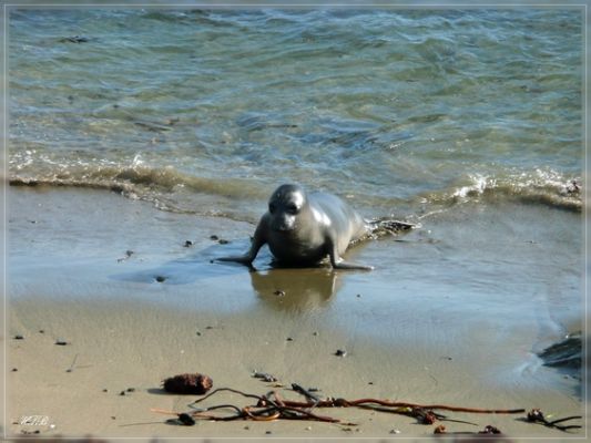San Simeon
