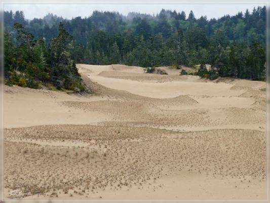 Umpqua Dunes / Oregon Dunes NRA
