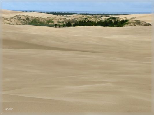 Umpqua Dunes / Oregon Dunes NRA
