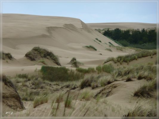 Umpqua Dunes / Oregon Dunes NRA
