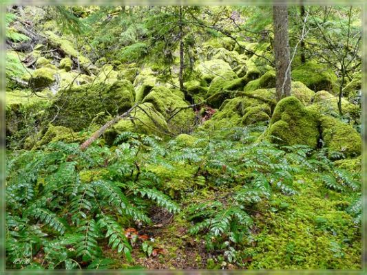 Watson Falls, OR
