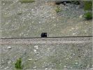 comp_214_Bear_at_Transcanada_HW_Yoho__(3).jpg