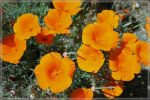 comp_Antelope_Valley_Poppy_Reserve_(14).jpg