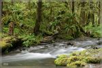 Fall Creek Falls, OR