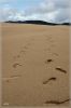 comp_Umpqua_Dunes_near_J__Dellenback_Dunes_Trail_(26).jpg
