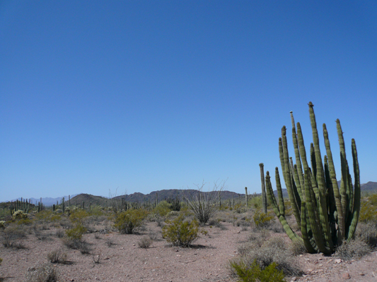 Organ Pipe NM
