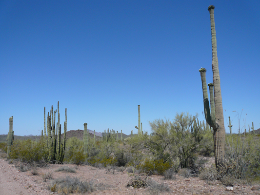 Organ Pipe NM
